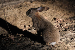 Lepus saxatilis