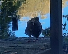 Alopochen aegyptiaca