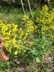 Brassica oleracea