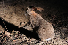 Lepus saxatilis