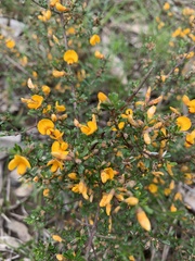 Pultenaea parviflora