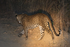 Panthera pardus pardus