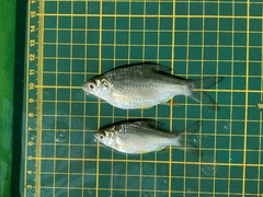 Barbonymus gonionotus