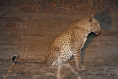 Panthera pardus pardus