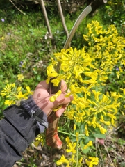 Brassica oleracea