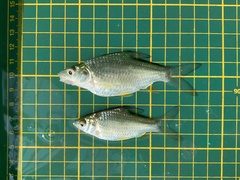 Barbonymus gonionotus