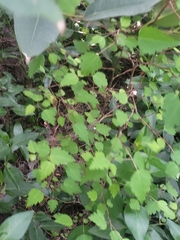 Plagianthus regius