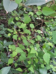 Plagianthus regius