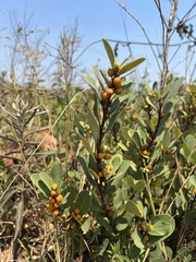 Davilla