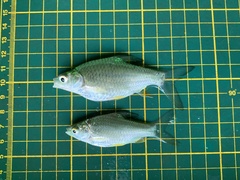 Barbonymus gonionotus