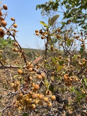 Davilla