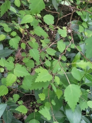 Plagianthus regius