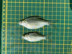 Barbonymus gonionotus