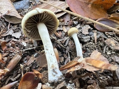 Psilocybe serbica