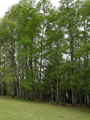 Nothofagus obliqua