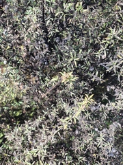 Xanthocnemis zealandica