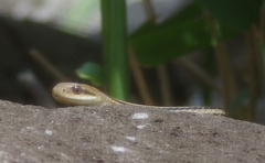 Elaphe quadrivirgata