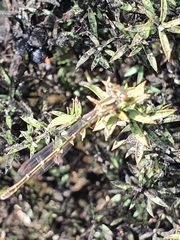 Xanthocnemis zealandica