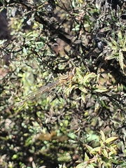 Xanthocnemis zealandica