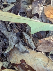 Tettigoniinae