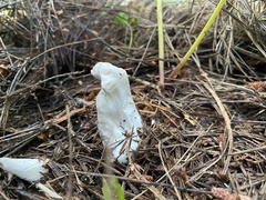 Clavulina rugosa