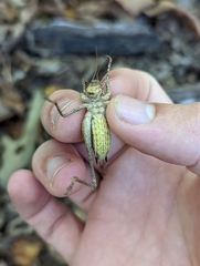 Tettigoniinae