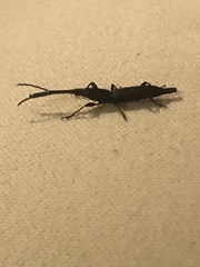 Nemocephalus monilis