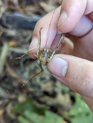 Tettigoniinae
