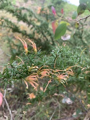 Grevillea juniperina