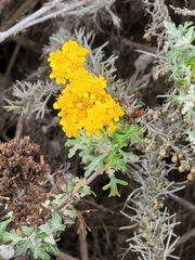 Eriophyllum staechadifolium