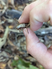 Tettigoniinae