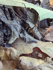 Tettigoniinae