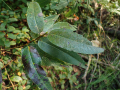 Salix lasiandra
