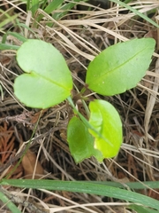 Pseudopanax arboreus