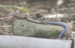 Plestiodon latiscutatus