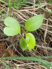 Pseudopanax arboreus