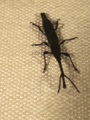 Nemocephalus monilis