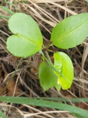 Pseudopanax arboreus