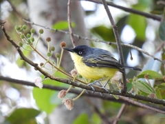 Todirostrum cinereum