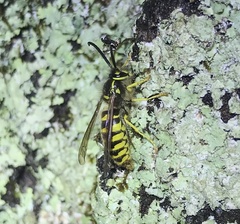 Vespinae