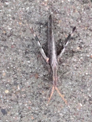 Acantherus piperatus