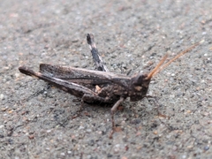 Acantherus piperatus