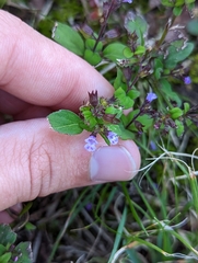 Mosla dianthera