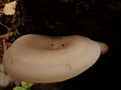 Pleurotus levis