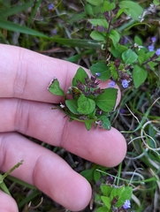 Mosla dianthera