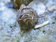 Balanus glandula