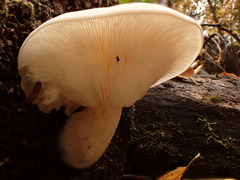 Pleurotus levis