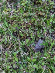 Mosla dianthera