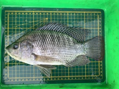 Oreochromis