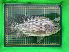 Oreochromis
